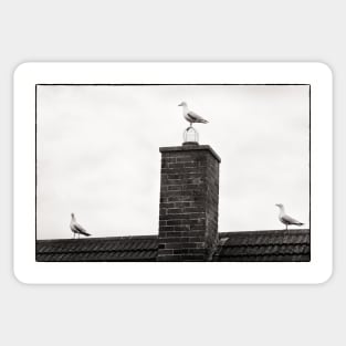 Three seagulls - Beadnell, Northumberland, UK Sticker